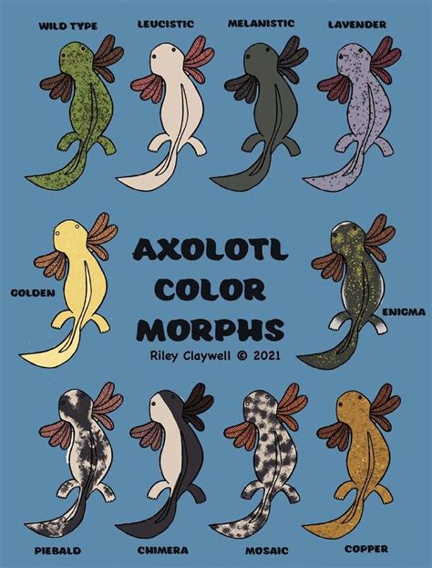 oxyotl fish|How to Care for an Axolotl: 10 Steps (with Pictures) .